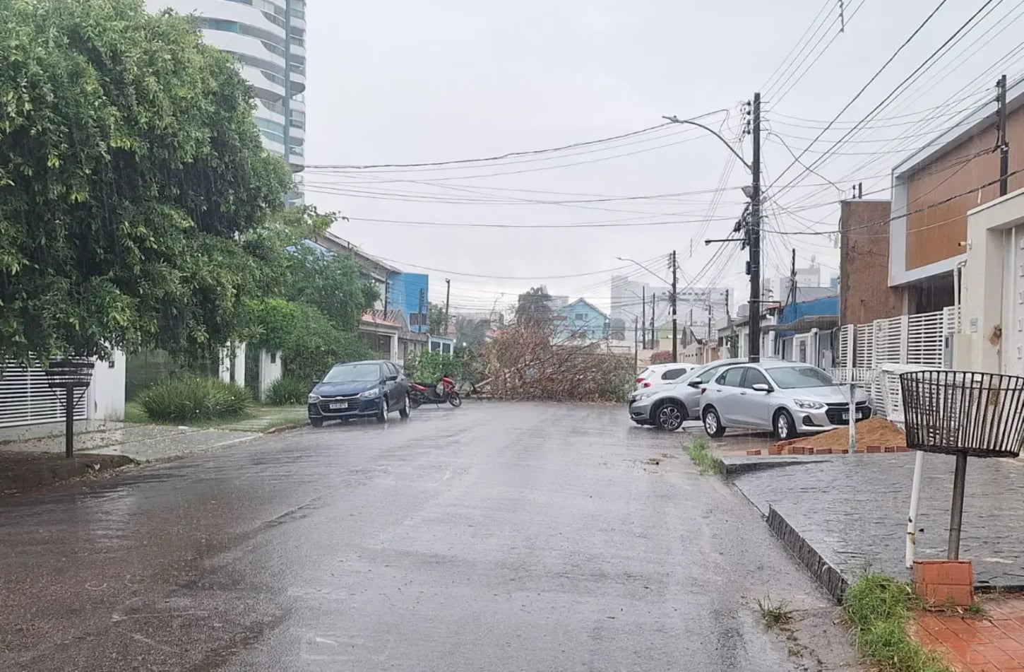 Aumento do alerta para queda de árvores com a chegada do período chuvoso