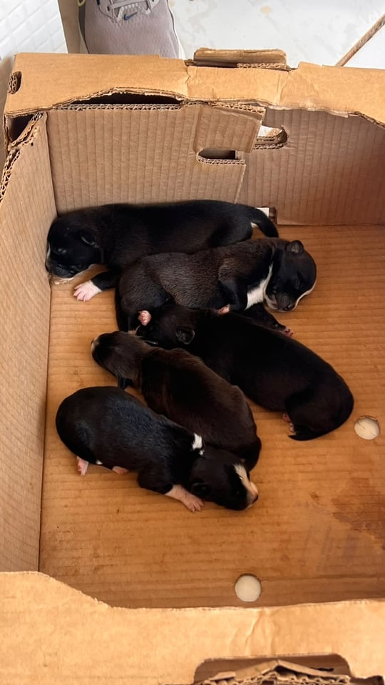DESCASO COM ANIMAIS - Seis filhotes abandonados em caixa são resgatados em Porto Velho