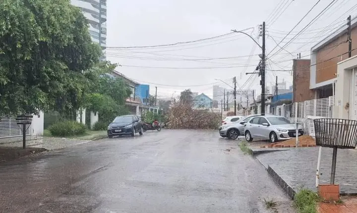 Aumento do alerta para queda de árvores com a chegada do período chuvoso