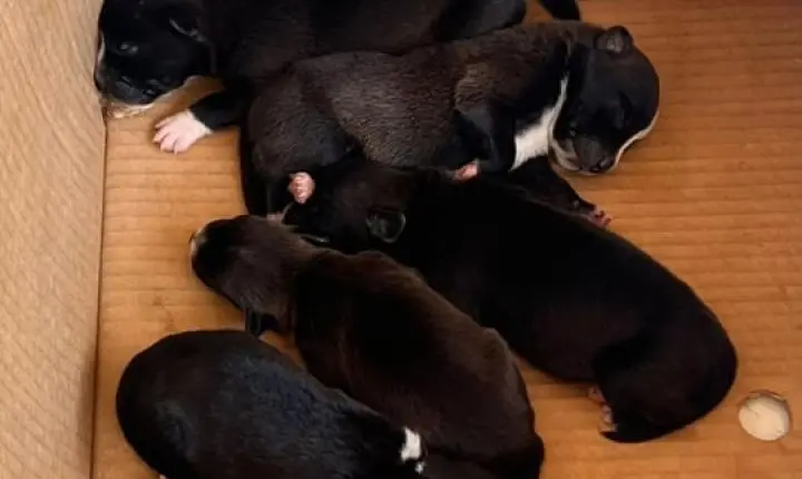 DESCASO COM ANIMAIS - Seis filhotes abandonados em caixa são resgatados em Porto Velho