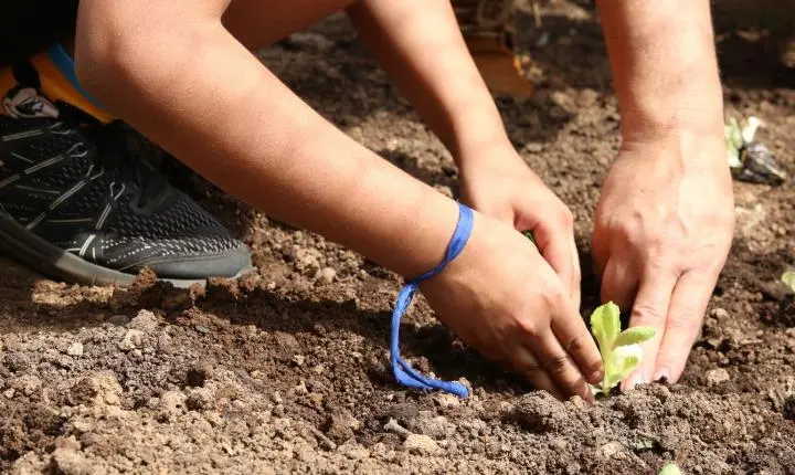 Entidades pedem apoio de candidatos em defesa da agroecologia